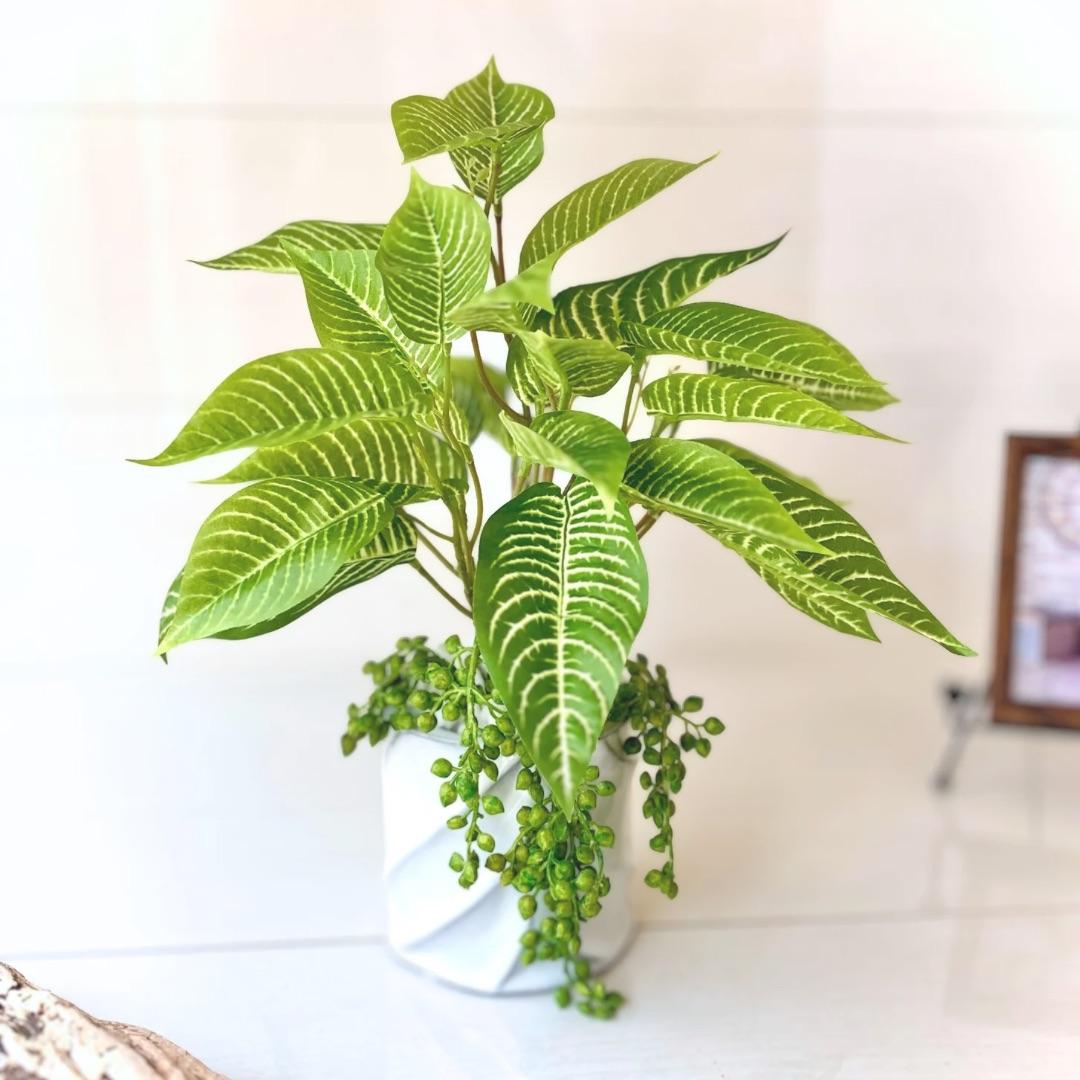 観葉植物風アレンジ「ゼブラリーフ・リラックス」