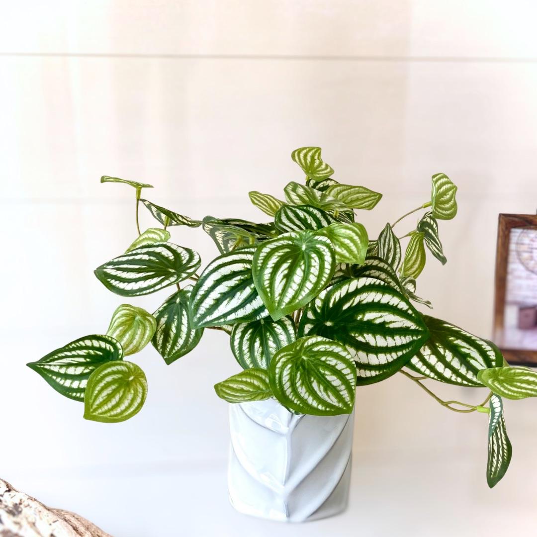 観葉植物風アレンジ「ペペロミアリーフ・リラックス」