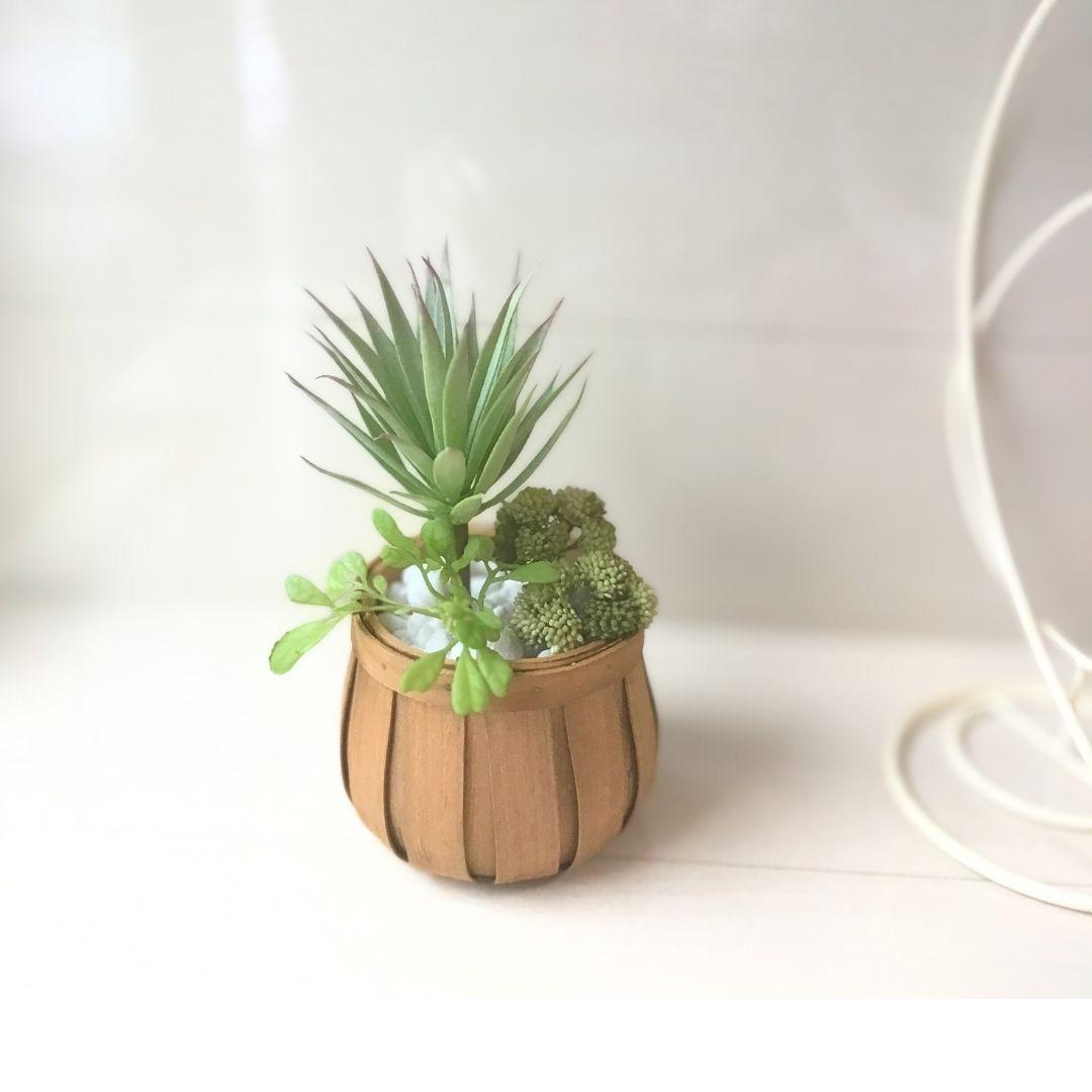 アカベジュエル｜ぷっくり多肉のナチュラルポット /フェイクグリーン